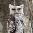 ColourfulDae