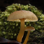 Shroominatrix