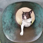 3leggeddogg
