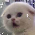 camlovespigs