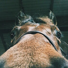 Ponylover2008