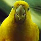 goldenbirdkj