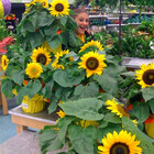 SunflowerAnnie