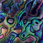 paua