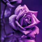 ThePurpleRose04