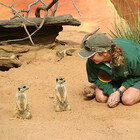 MeerkatWoman
