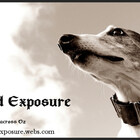 HoundExposure