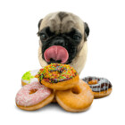 PoThePug