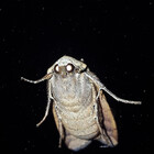 moth-creature