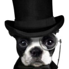 CZCanines