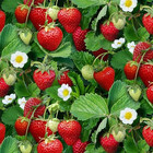 sunstrawberries