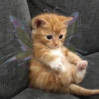 tinybe