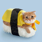 nevcat