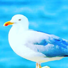 babyseagull