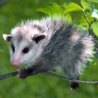 shirtpossum