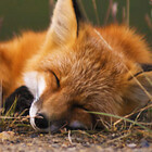 The-Lazy-Fox