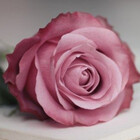 Melike1649