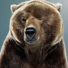beary98