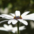 balticblossom