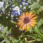 EsterKarenAida