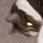 mutinykitty