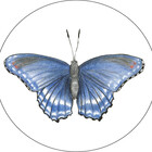 botanicalsbyV