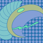 Skunja96