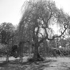 Robedha