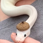 Cerrium