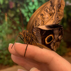 Motharella