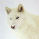 WhiteWolfAsoka