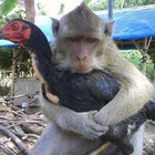 Thandaues