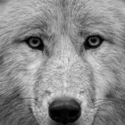 xanimalxloverx9