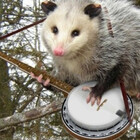 troutscout