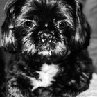 Teddybear-2021