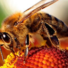 beeshop