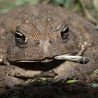 FrogsVibing