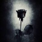 myblackrose