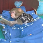 CHIMPDINNER