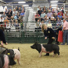 thepigshowmen