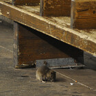 Railrats