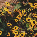 AutumnalSaffron
