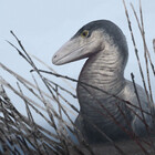 RudolfHima