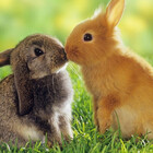 Kissingers