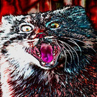 SpookyCat-