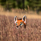 Strongbobfox