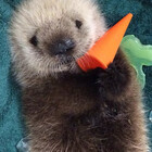 otterly-amazed