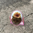 MiMiQueen