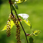 torquata