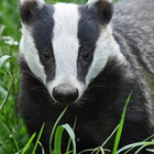 badgermark